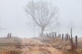 W porannej mgle na polnej drodze nad Narwią koło wsi Zajki, Podlasie