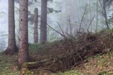 las koło wsi Temeszów, Pogórze Dynowskie