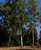 Jesienna brzoza w Poleskim Parku Narodowym