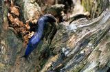 pomrów błękitny, Bielzia coerulans