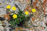 posłonek wielkokwiatowy Helianthemum grandiflorum posłonek wielkokwiatowy Helianthemum grandiflorum