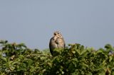 potrzeszcz, śpiewający samiec, Emberiza calandra