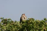 potrzeszcz, śpiewający samiec, Emberiza calandra