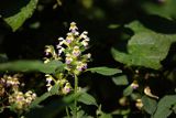 Poziewnik pstry, Galeopsis speciosa Mill.