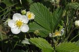 poziomka pospolita Fragaria vesca