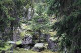 las, wyspa Prastgrundet, Szwecja, Zatoka Botnicka