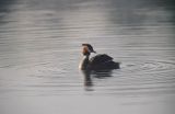 Perkoz dwuczuby, Podiceps cristatus) - średni, wędrowny ptak wodny z rodziny perkozów,