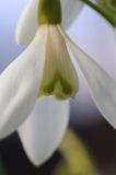 Galanthus nivalis śnieżyczka przebiśnieg) ,