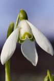 Galanthus nivalis śnieżyczka przebiśnieg) ,