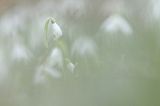 Galanthus nivalis, śnieżyczka przebiśnieg