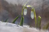 Galanthus nivalis, śnieżyczka przebiśnieg