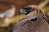 Orzeł przedni, zys, Aquila chrysaetos, portret z sójką w tle