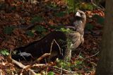 Orzeł przedni, zys, Aquila chrysaetos, portret