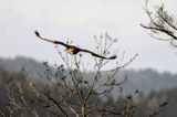 Orzeł przedni, zys, Aquila chrysaetos, Bieszczady