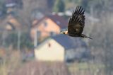 Orzeł przedni, zys, Aquila chrysaetos, Bieszczady