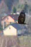 Orzeł przedni, zys, Aquila chrysaetos, Bieszczady