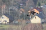 Orzeł przedni, zys, Aquila chrysaetos, Bieszczady