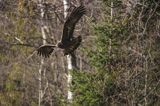 Orzeł przedni, zys, Aquila chrysaetos