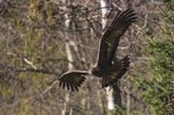 Orzeł przedni, zys, Aquila chrysaetos