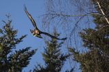 Orzeł przedni, zys, Aquila chrysaetos