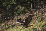 Orzeł przedni, zys, Aquila chrysaetos