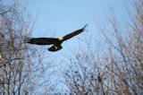 Orzeł przedni, zys, Aquila chrysaetos