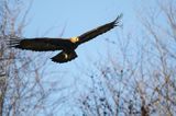 Orzeł przedni, zys, Aquila chrysaetos