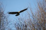 Orzeł przedni, zys, Aquila chrysaetos