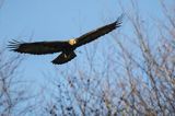 Orzeł przedni, zys, Aquila chrysaetos