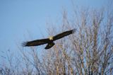 Orzeł przedni, zys, Aquila chrysaetos