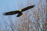 Orzeł przedni, zys, Aquila chrysaetos