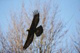 Orzeł przedni, zys, Aquila chrysaetos