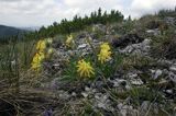 przelot alpejski Anthyllis alpestris