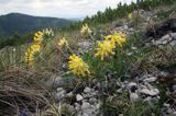 przelot alpejski Anthyllis alpestris