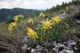 przelot alpejski Anthyllis alpestris