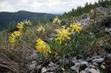 przelot alpejski Anthyllis alpestris