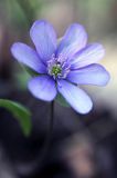 przylaszczka pospolita, Hepatica nobilis