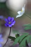 przylaszczka pospolita, Hepatica nobilis