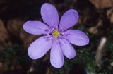 przylaszczki Hepatica nobilis