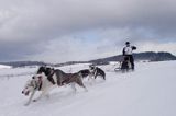 psi zaprzęg, wyścigi psich zaprzęgów, Kager Cup, W krainie wilka, Lutowiska, Bieszczady