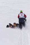 psi zaprzęg, wyścigi psich zaprzęgów, Kager Cup, W krainie wilka, Lutowiska, Bieszczady