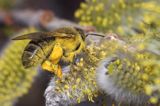 Wierzba iwa Salix caprea L.) kwiatostany męskie i Pszczoła miodna Apis mellifera L., syn. Apis mellifica L.)
