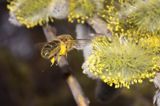 Wierzba iwa Salix caprea L.) kwiatostany męskie i Pszczoła miodna Apis mellifera L., syn. Apis mellifica L.)