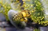 Pszczoła miodna, Apis mellifera i bazie wierzby iwa Salix caprea