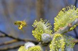 Pszczoła miodna, Apis mellifera i bazie wierzby iwa Salix caprea