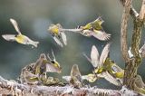 dzwońce, Carduelis chloris, czyżyki Spinus spinus, szczygieł Carduelis carduelis