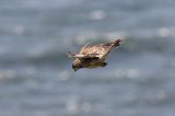 Pustułka Falco tinnunculus) w locie, samica
