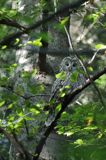 Puszczyk uralski, Strix uralensis