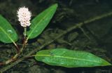 rdest ziemnowodny Polygonum amphibium