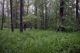 Łęg wiązowo- jesionowy rezerwat przyrody 'Starzawa'